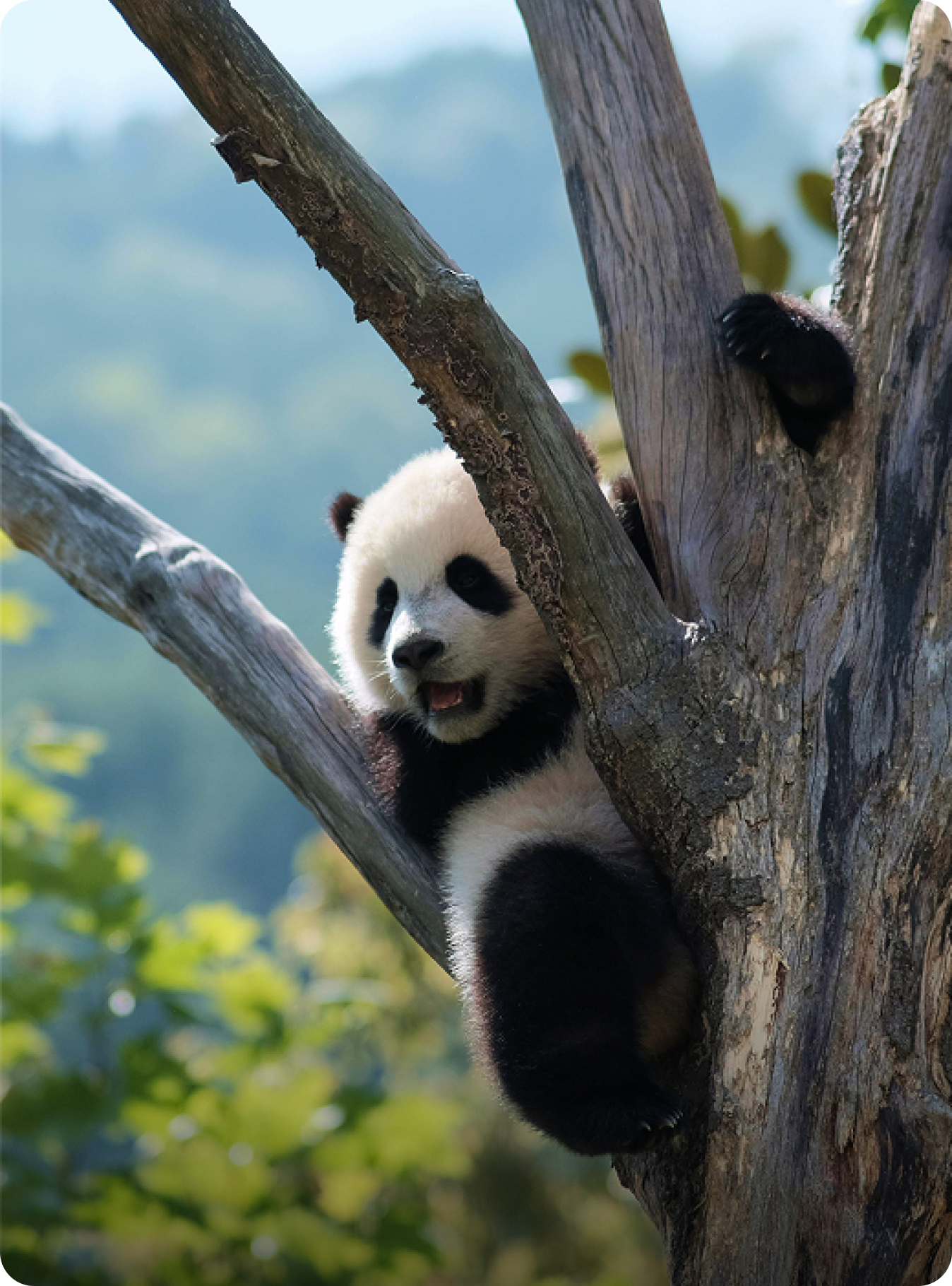 ��̬����